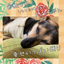 倉敷っ子ドレミちゃんの幸せいっぱい便り