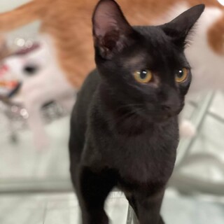 人気の黒猫ちゃん