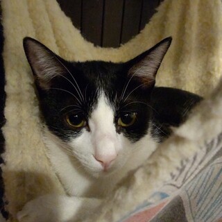 ◆ハチ　募集一時ストップします