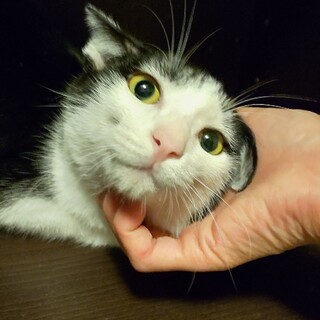 ※募集一時停止中☆少しシャイのぼる君