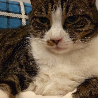 ◎デラックスボディの穏やか甘えた女子◎