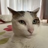 の写真