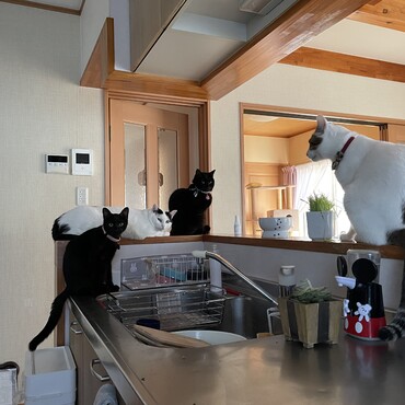 の写真