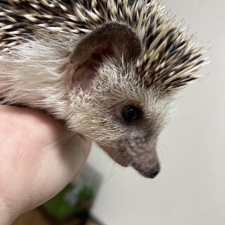 今年の1月に生まれた男の子です