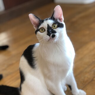 半年去勢済みの男の子