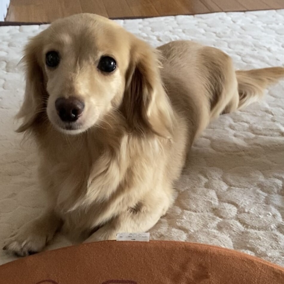 ひなのカバー写真