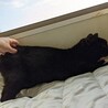 私だけ愛して！大人しい黒猫ソフィア サムネイル2