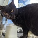 私だけ愛して！大人しい黒猫ソフィア
