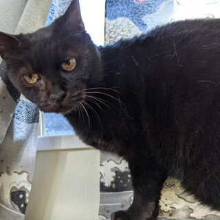 私だけ愛して！大人しい黒猫ソフィア