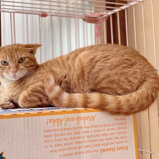 仲の良い兄弟①  寂しがりやの茶トラ