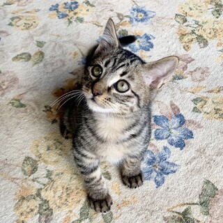 人懐っこさ抜群♪可愛い男の子