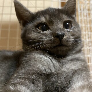 トラ猫ちゃんと黒猫ちゃん（姉妹）の里親さん募集中！