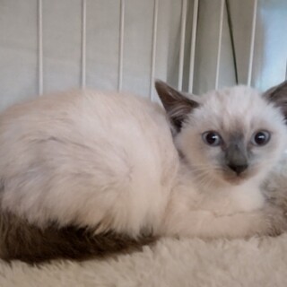 ◆きい　♀一時募集ストップします