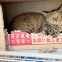 仲良し兄弟猫②ちょっと臆病なキジトラちゃん