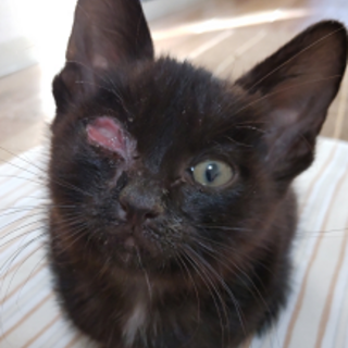 ◆とんかつ　♂子猫　片目が不自由ですが人馴れ抜群◆