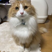 セイ