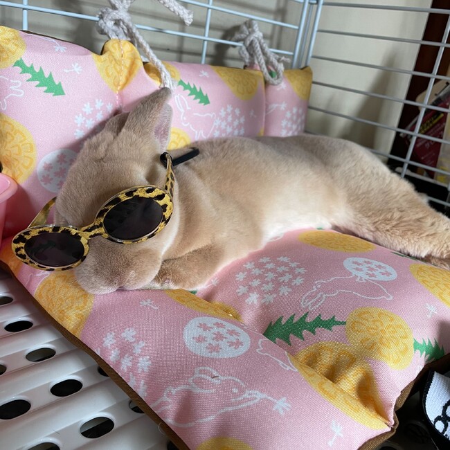 けんごん0224のカバー写真