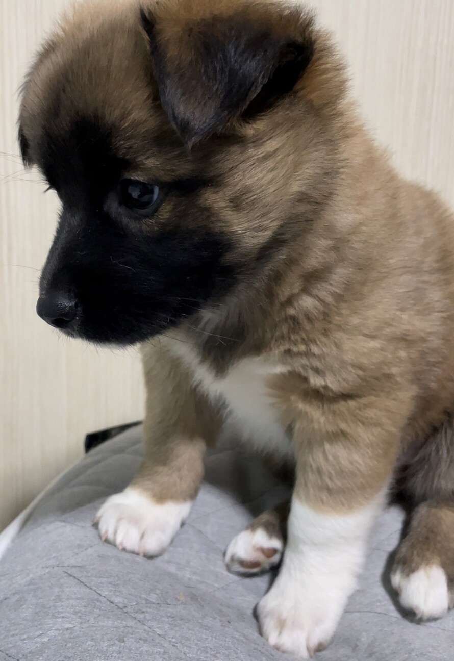 パフェくん⭐️３ヶ月 サムネイル2