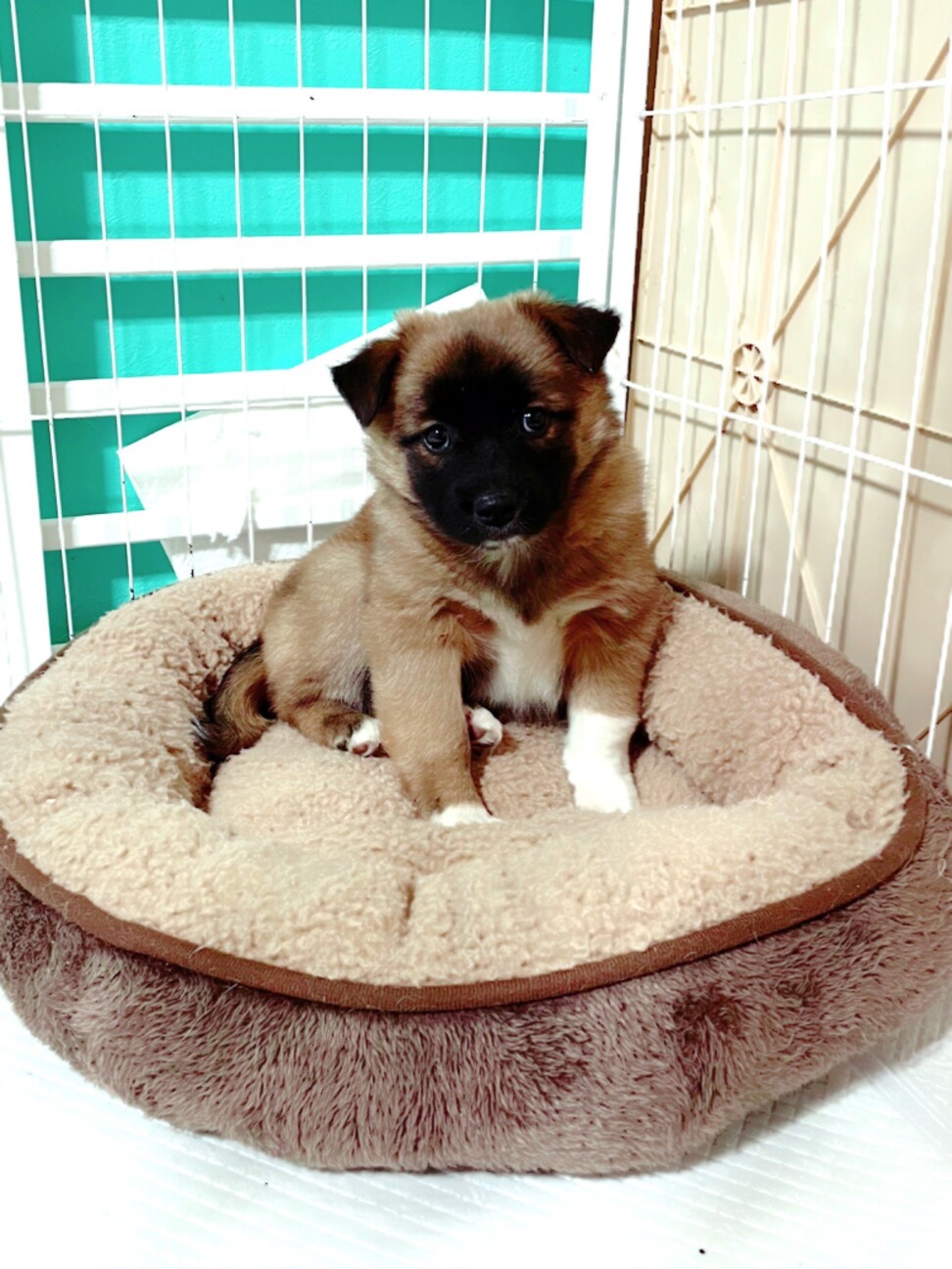 パフェくん⭐️３ヶ月 サムネイル3