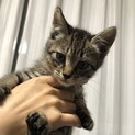 キジ猫きーちゃん女の子♪