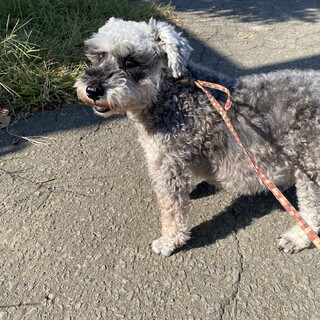 ミニチュアシュナウザー　6歳　女の子