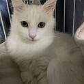 チョー美猫さん♪とても気の強い女の子です♪