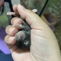 ゴールデンハムスター