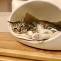 白靴下を履いたもっちり猫
