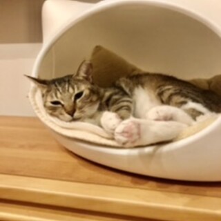 白靴下を履いたもっちり猫