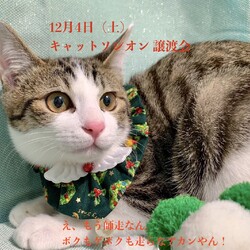 ＊キャットソシオン譲渡会＊第118回