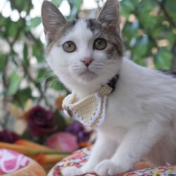 ＊キャットソシオン譲渡会＊第118回 サムネイル2