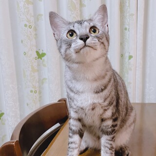 人馴れ抜群！元気いっぱいのチョコです