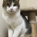初めて猫を飼う方にぴったりな良い子です