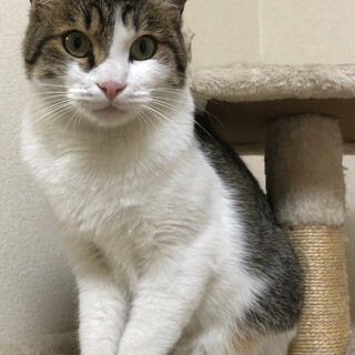 初めて猫を飼う方にぴったりな良い子です