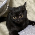 可愛い黒猫ちゃん　女の子