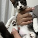 超甘々♡ブラックスモークのハチワレちゃん