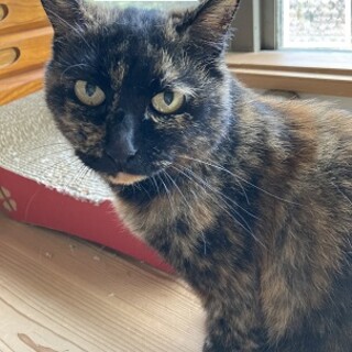 目力の強い美人さん