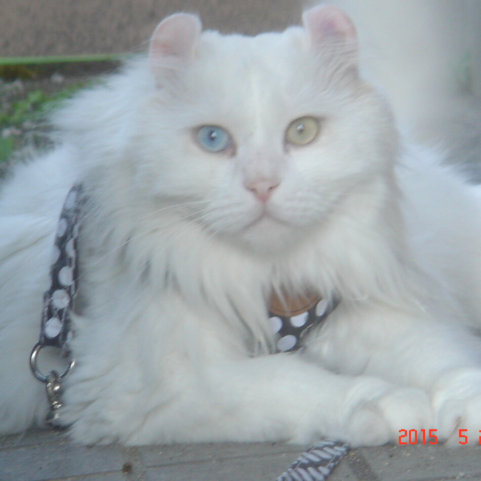 ジュエルのカバー写真