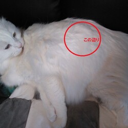 成猫 雄猫を飼っておられる方に質問します。