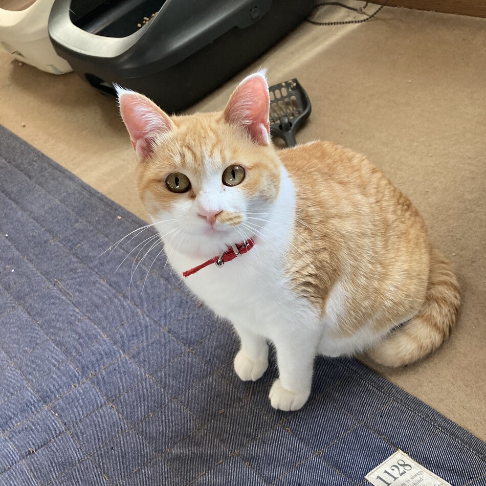 いくらのカバー写真