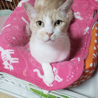 アメショー柄の人もお風呂も大好きみーくん