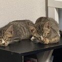 ふたごのねこちゃん