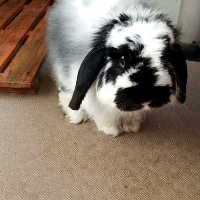 ヤマ1900のカバー写真