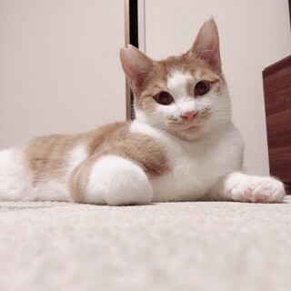 12/5西千葉ෆ⃛右後ろ足にハンデෆ⃛きなこくん