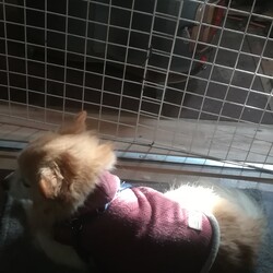 極楽ですな！旦那！