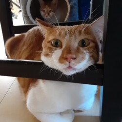 猫の譲渡会　子猫から大人猫まで多数参加 サムネイル2