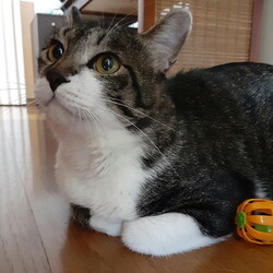 猫の譲渡会　子猫から大人猫まで多数参加 サムネイル3