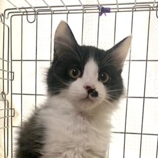 子猫の里親募集中