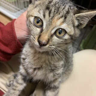 キジの雌の仔猫さん