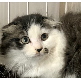 2ヶ月、スコティッシュフォールドのミックス。